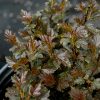 Tiny Wine® Ninebark #3 - Image 2